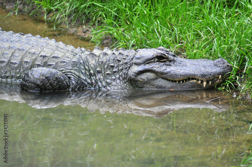 Headshot of a alligator