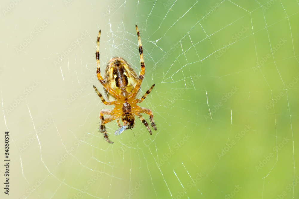 Dreadful spider on the web eating his victim little fly. Dreadful spider on the web eating his victim little fly.
