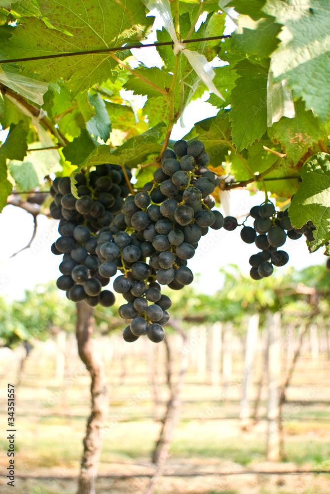 Fototapeta premium Grape fruit on tree in Vineyards
