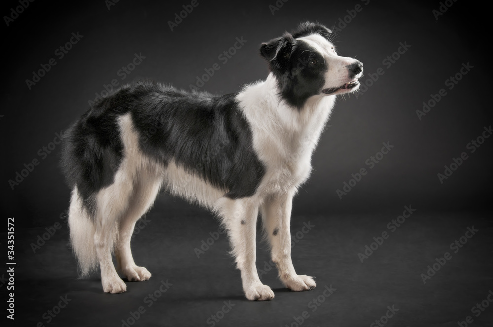 Border collie