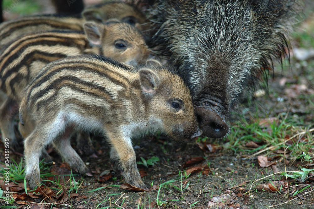 Bache Frischlinge Stock-Foto | Adobe Stock