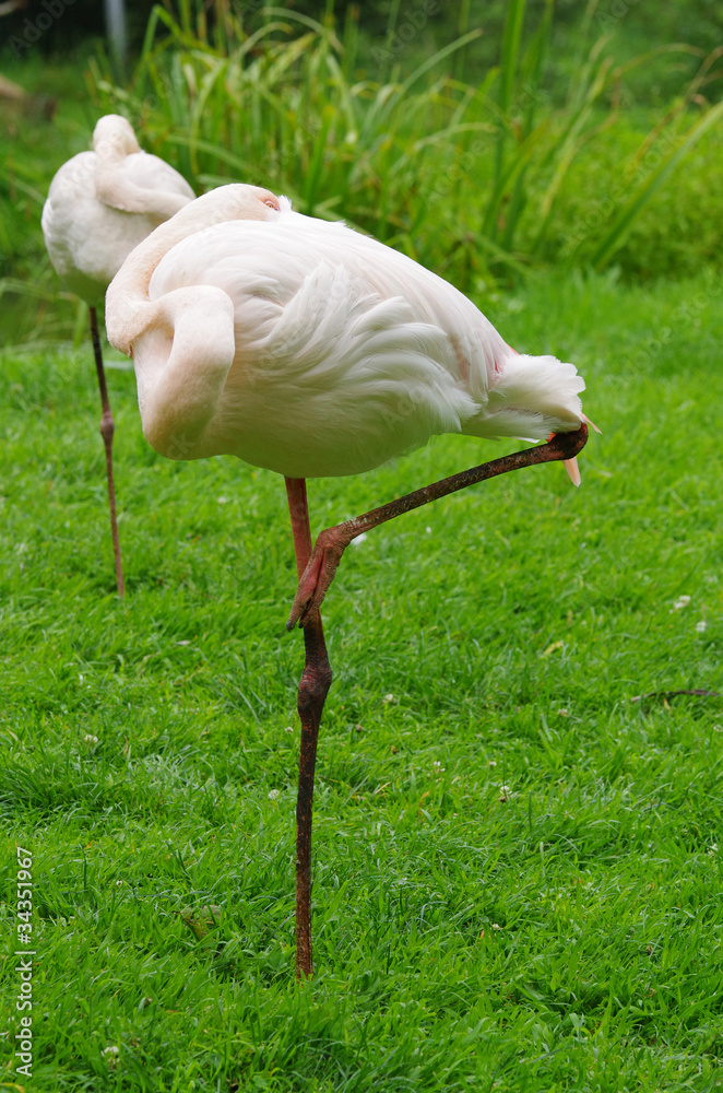 Fototapeta premium Flamant rose
