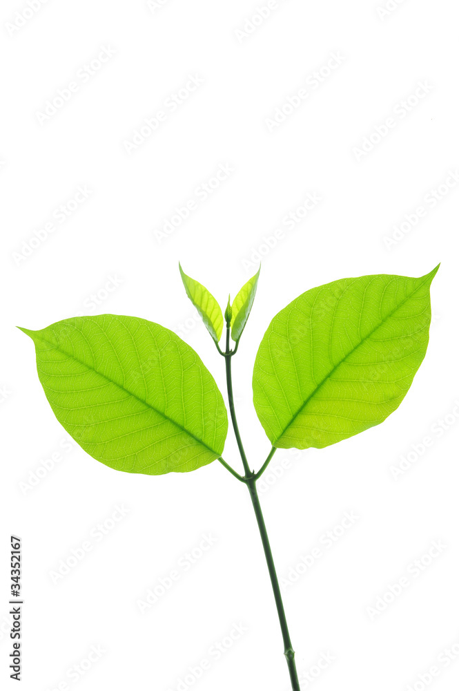 fresh green tea leaf isolated on white background fresh green tea leaf isolated on white background