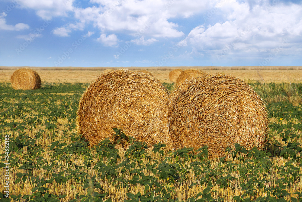 straw rolls in the field