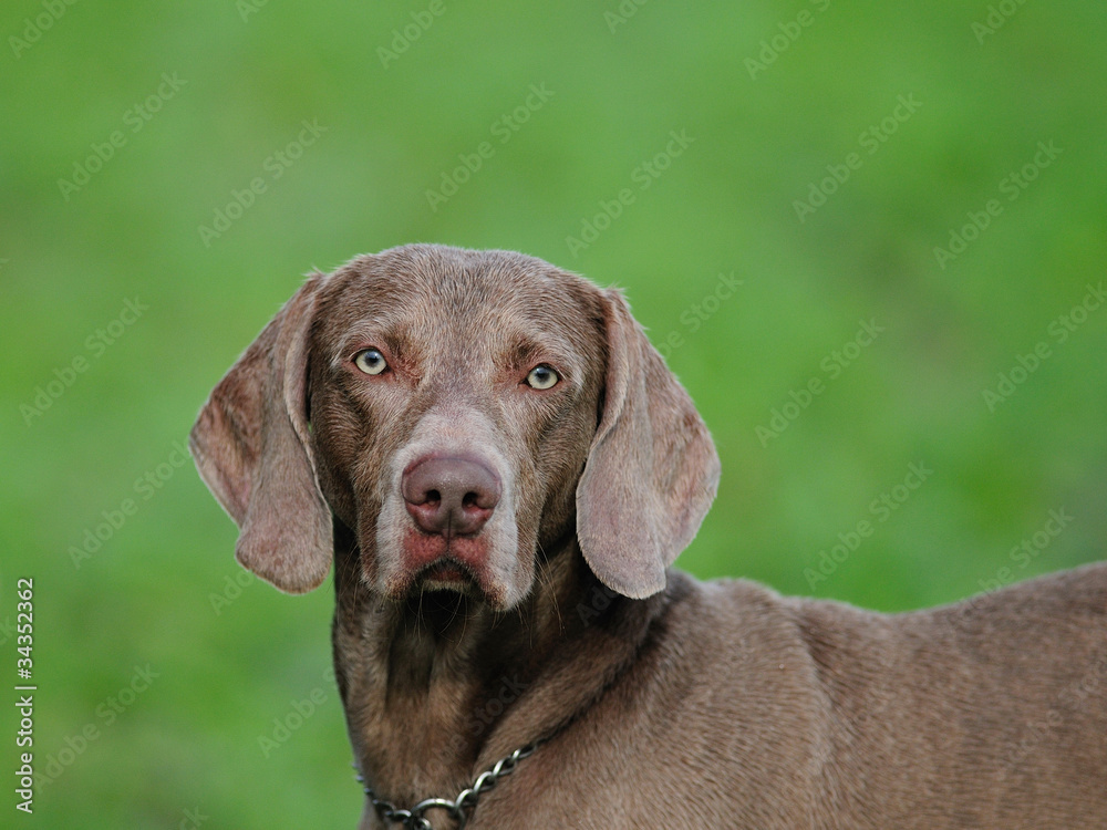 Weimaraner