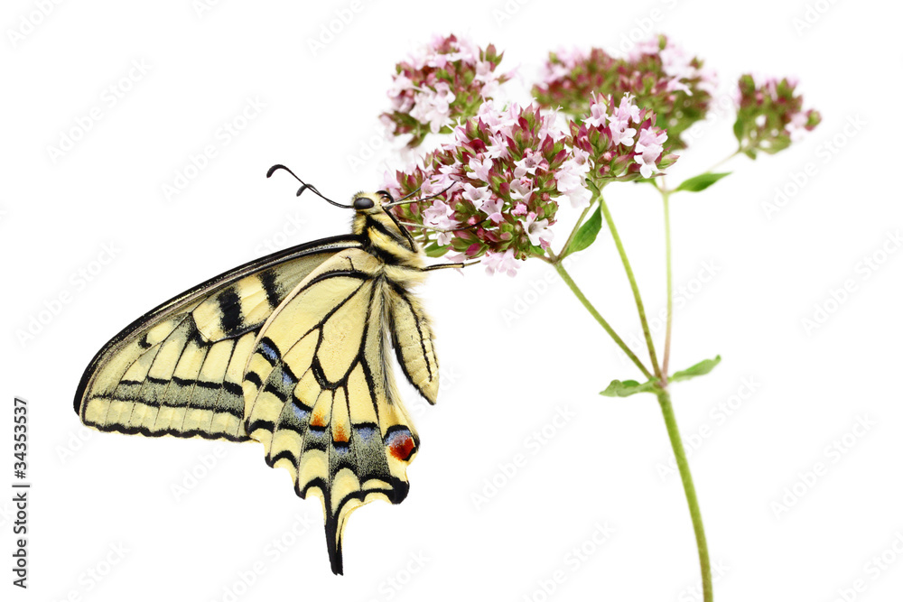Naklejka premium Swallowtail (Papilio machaon) butterfly