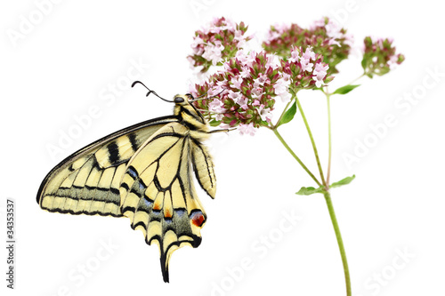 Swallowtail (Papilio machaon) butterfly