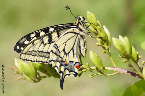 Swallowtail (Papilio machaon) butterfly photo