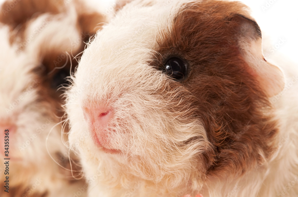 baby guinea pigs baby guinea pigs