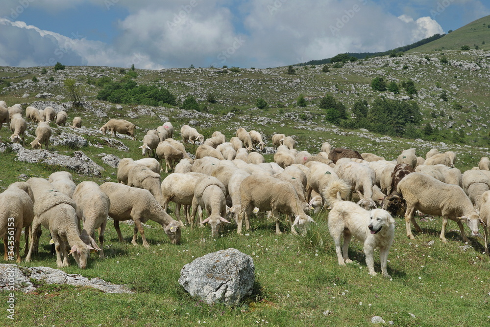 Obraz premium gregge in Abruzzo