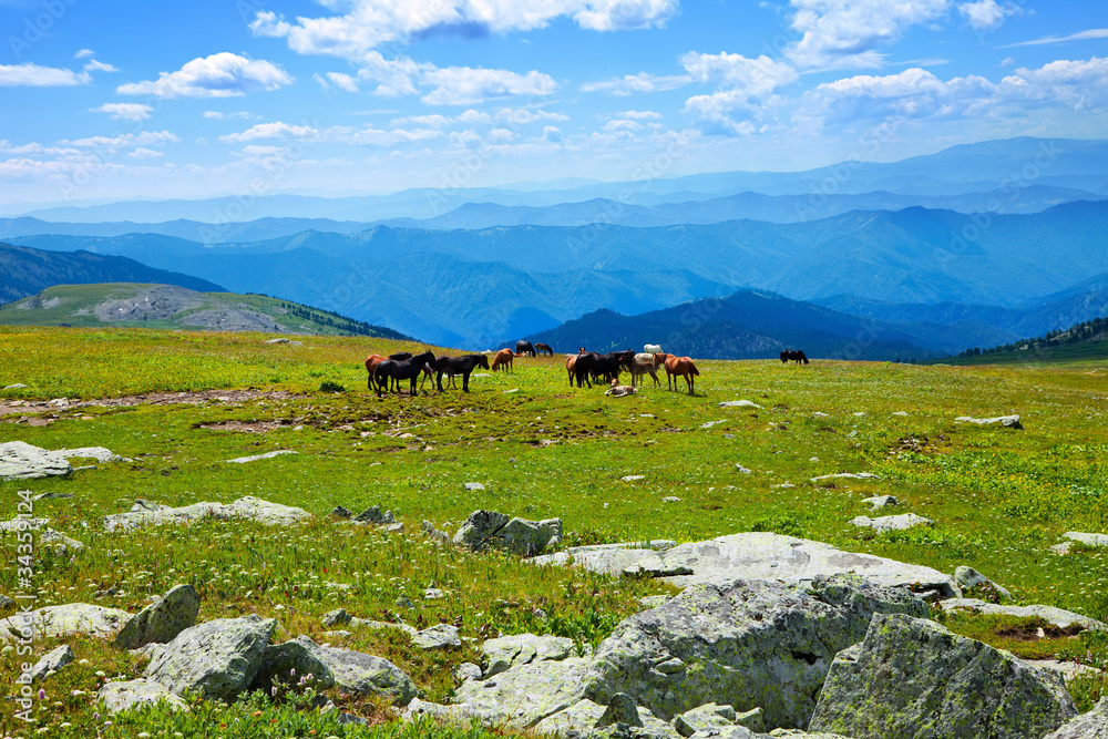 mountains landscape with  herd of horses