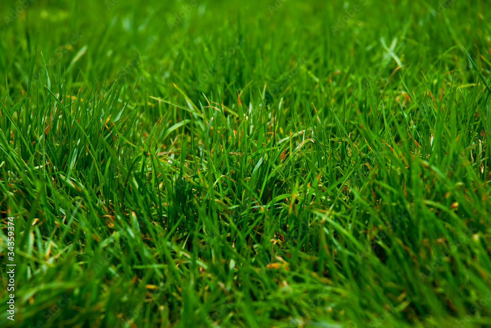 Grass Grass