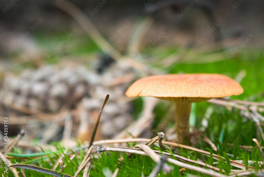 mushroom mushroom