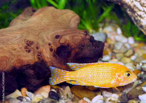 Aquarium Fish dwarf Cichlid-Aulonocara. photo