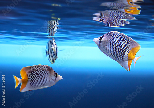 Tropical fishes