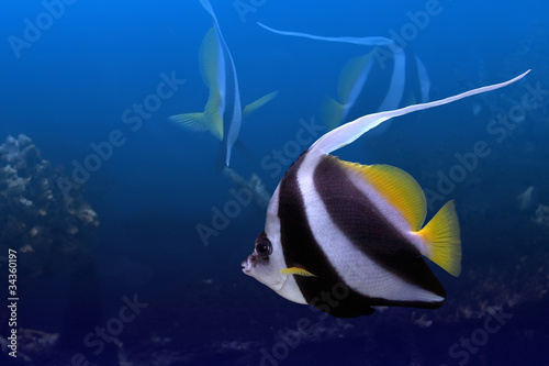 Tropical fishes