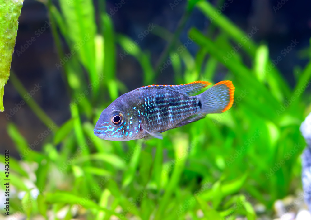 Aquarium Fish dwarf Cichlid-Apistogramma nijsseni. Aquarium Fish dwarf Cichlid-Apistogramma nijsseni.