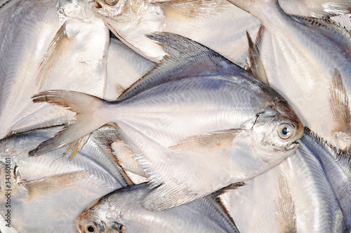 White Pomfret Fishes