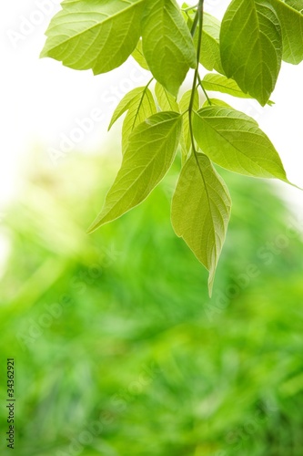 green leaves © fox17