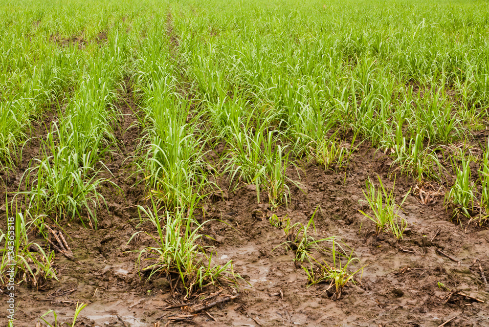 Baby sugar cane farmland after rain Baby sugar cane farmland after rain