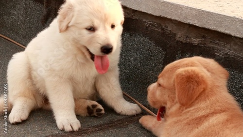 Cuccioli assonnati photo