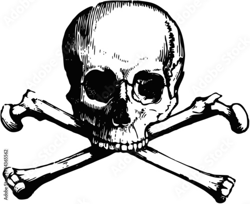 Vector skull and crossbones photo