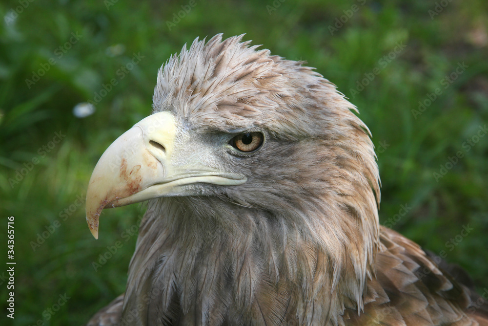 Fototapeta premium White-tailed Eagle in Silesian Zoo in Chorzow