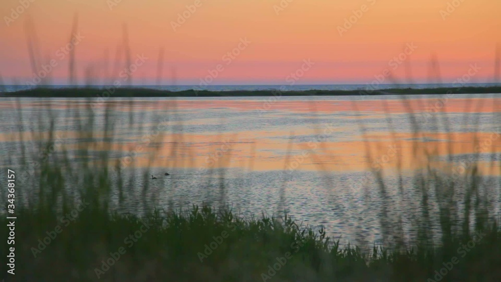 Duck swimming in the lake at sunset Duck swimming in the lake at sunset
