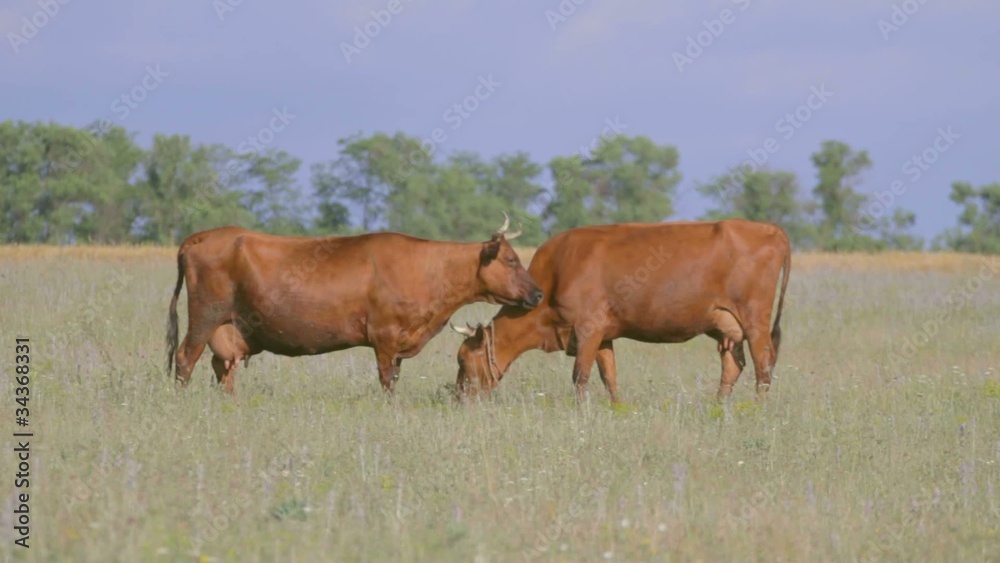 Two brown cows grazing on green field, licking and butting Two brown cows grazing on green field, licking and butting