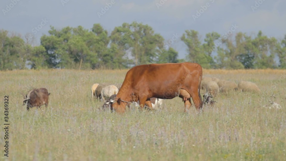 3 IN 1 EDIT Large and small cattle grazing in the meadow 3 IN 1 EDIT Large and small cattle grazing in the meadow