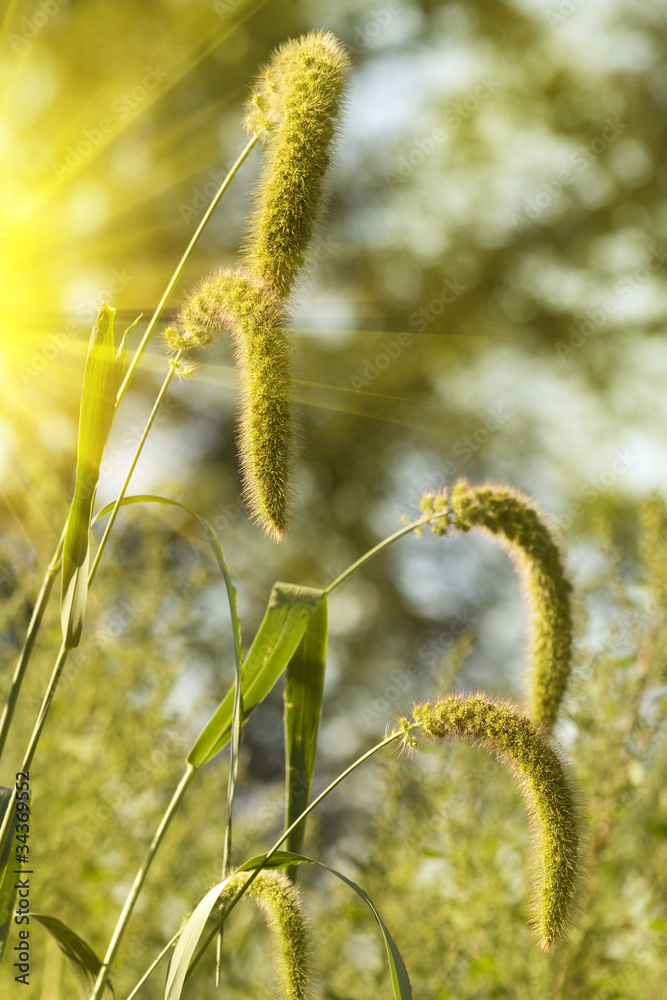 Fototapeta premium Ears meadow bush sunlight