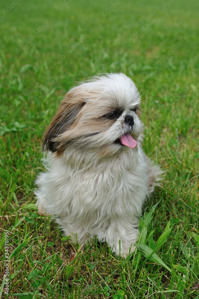 Funny shih tzu pictures sales