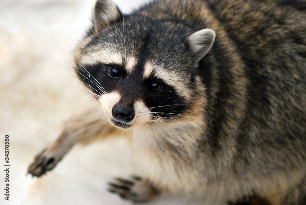 Raccon