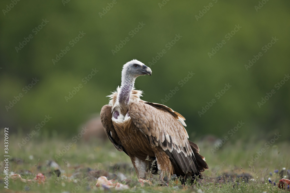 Griffon Vulture - Gyps fulvus Griffon Vulture - Gyps fulvus