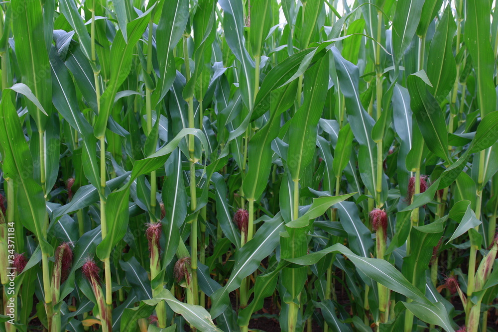 Obraz premium corn field