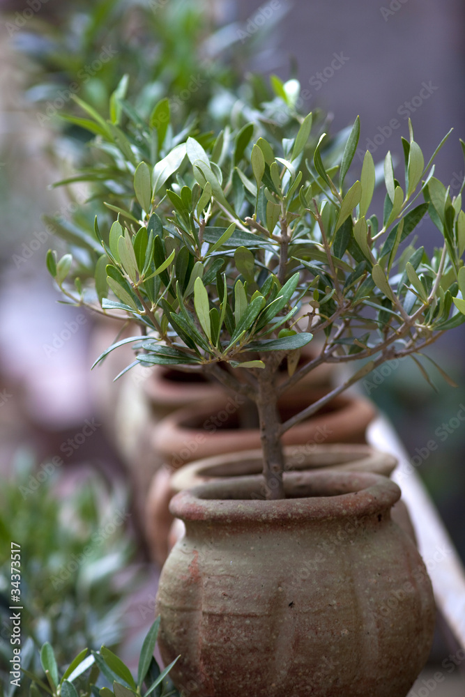 Olivier, olive, plante, sud, méditerranée, arbre, jardin, parc Stock Photo  | Adobe Stock