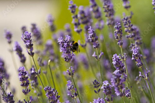 Lavender and the bumble bee