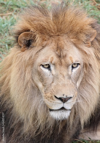 lion © karlumbriaco