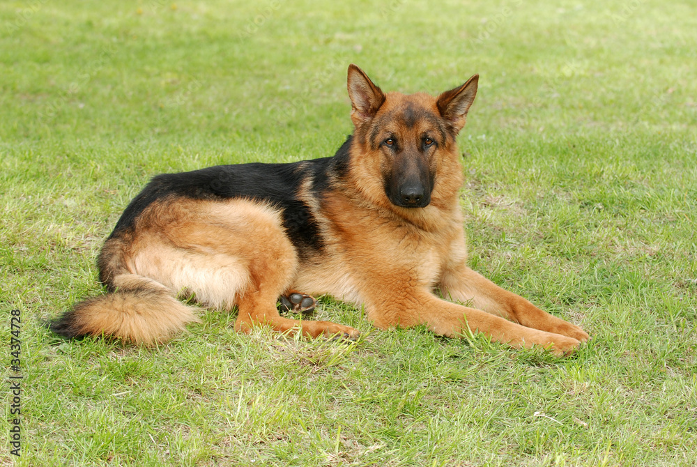 German shephard (shepherd) dog portrait German shephard (shepherd) dog portrait