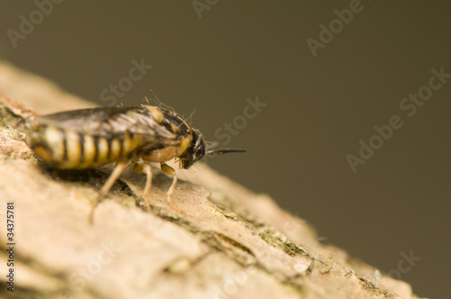 Diprion - pine pest photo