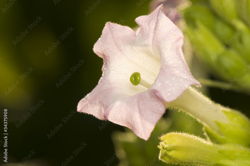 Flower nicotiana