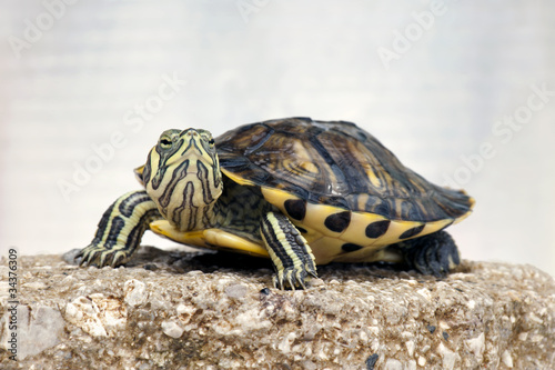 Close-up of a small Red-eared slider (Trachemys scripta elegans) photo