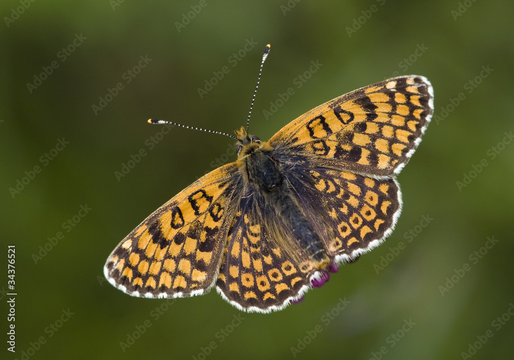 Naklejka premium Butterfly