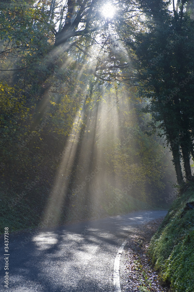 Obraz premium Road in the forest