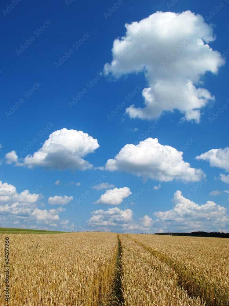 Field in summer with beautiful blue sky and white clouds. Field in summer with beautiful blue sky and white clouds.