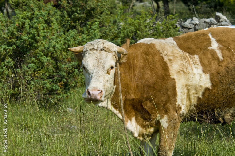 Cow in the Kljuc countryside Cow in the Kljuc countryside