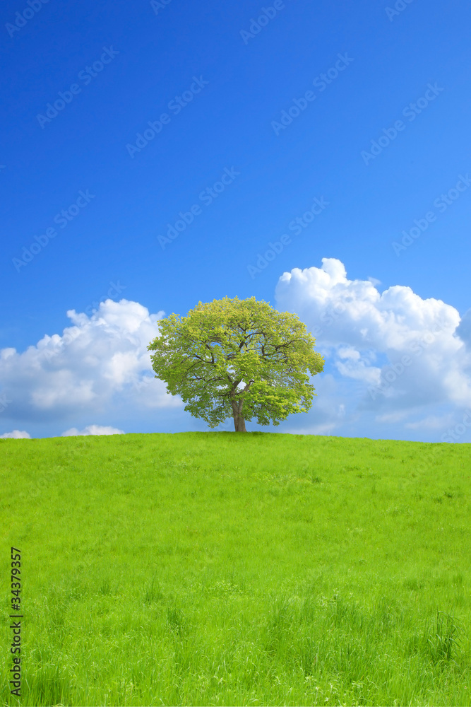 Obraz premium 草原と青空と一本の木