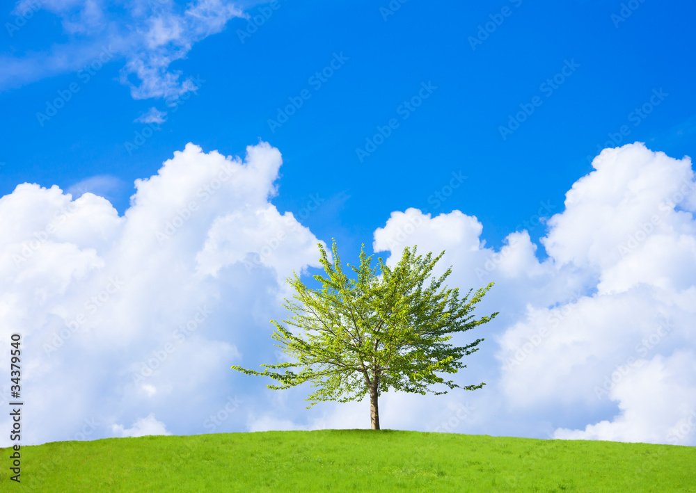 Obraz premium 草原と青空と一本の木