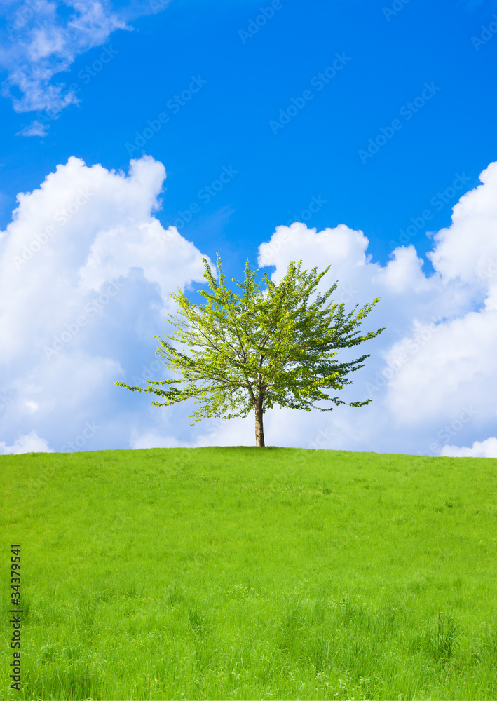 Obraz premium 草原と青空と一本の木