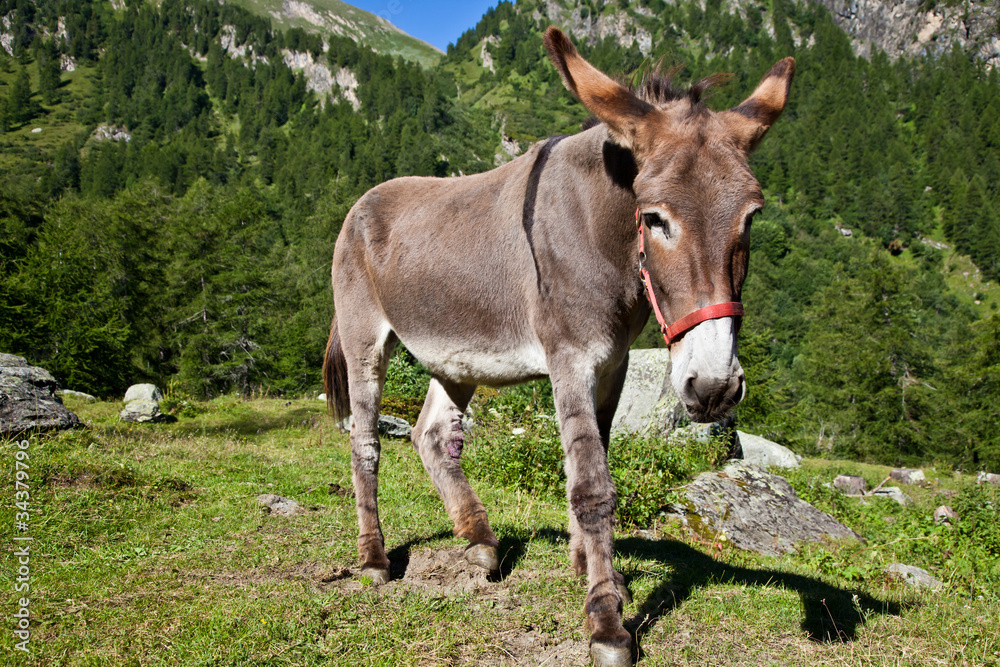 Donkey on Italian Alps